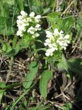 Prunella laciniata