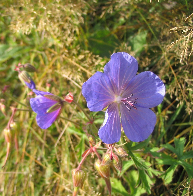 Изображение особи Geranium pratense.