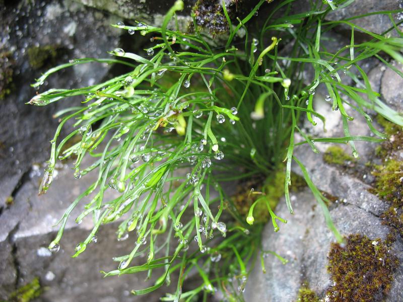 Изображение особи Asplenium septentrionale.