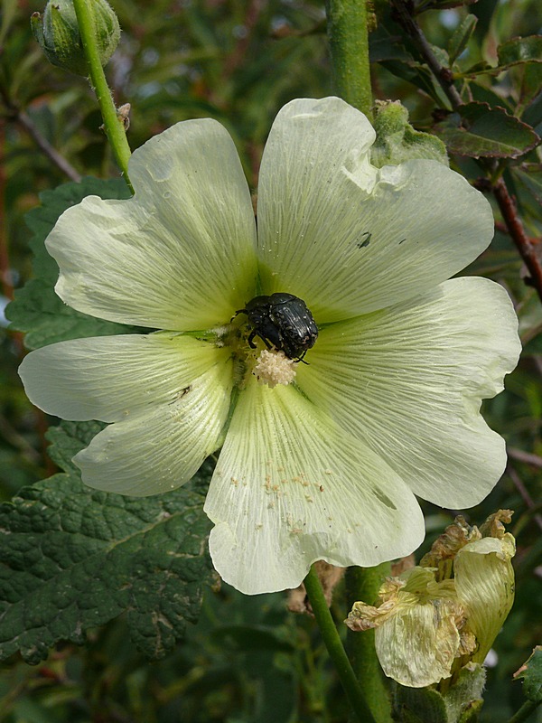 Image of Alcea frolowiana specimen.