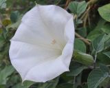 Datura wrightii. Цветок. Греция, Халкидики. 18.10.2009.