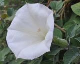 Datura wrightii