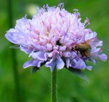 Knautia arvensis