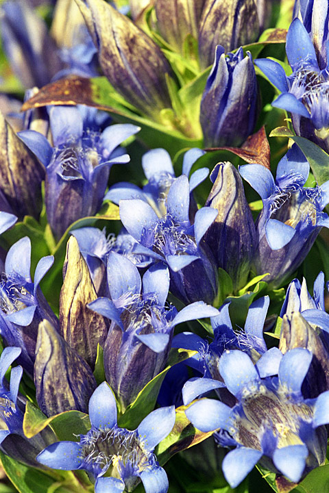 Изображение особи Gentiana septemfida.