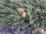 Astragalus pachyrrhizus