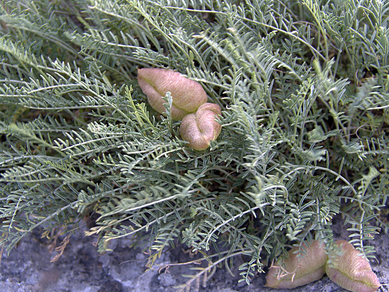 Image of Astragalus pachyrrhizus specimen.