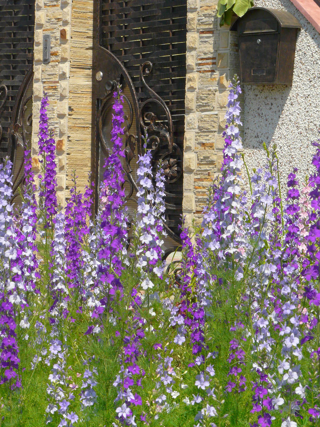 Image of Delphinium ajacis specimen.