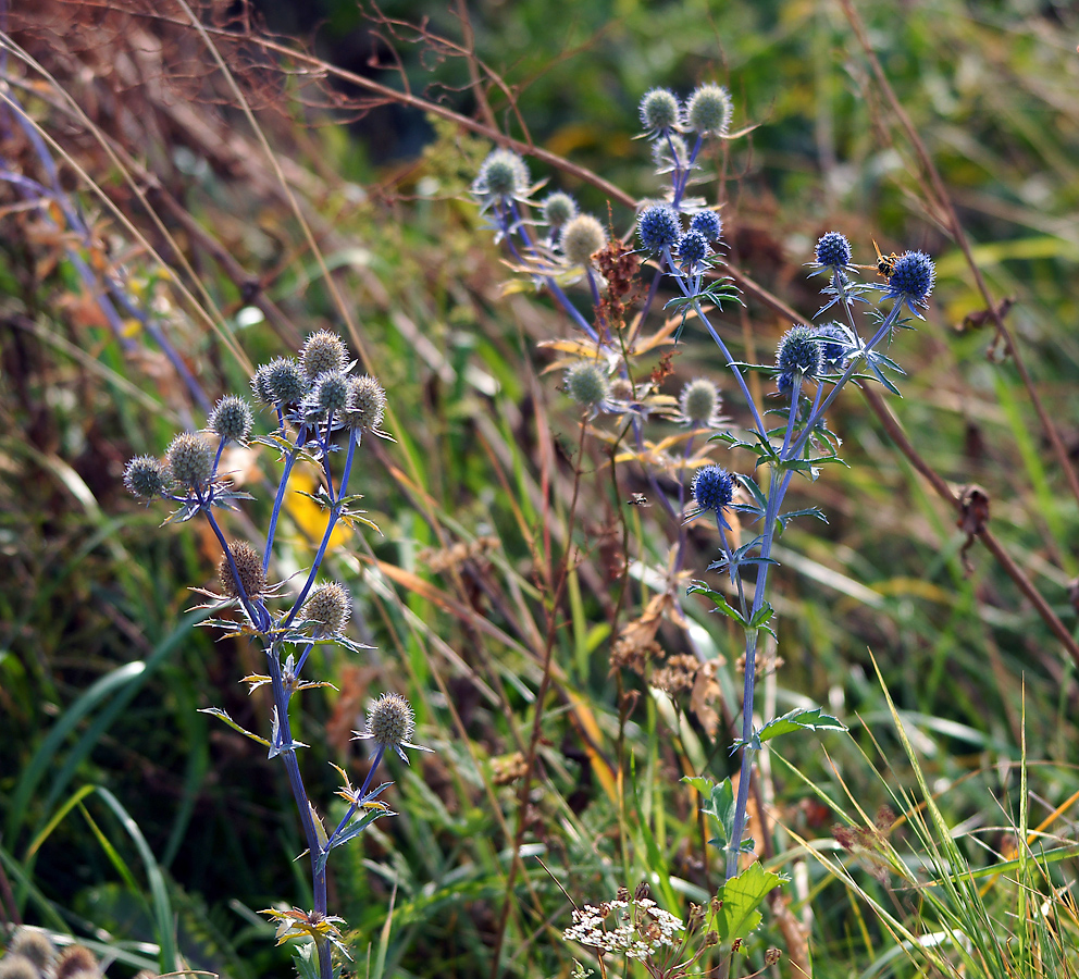 Image of Eryngium planum specimen.