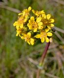 Ligularia altaica. Соцветие. Казахстан, Восточно-Казахстанская обл., долина реки Коксу. Начало мая 2012 г.