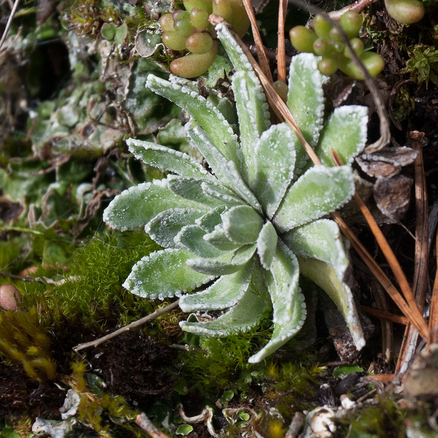 Изображение особи Saxifraga paniculata.