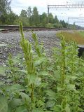 Amaranthus powellii