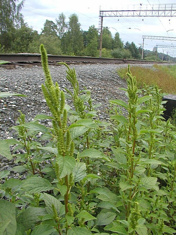 Изображение особи Amaranthus powellii.