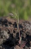 Anisantha tectorum