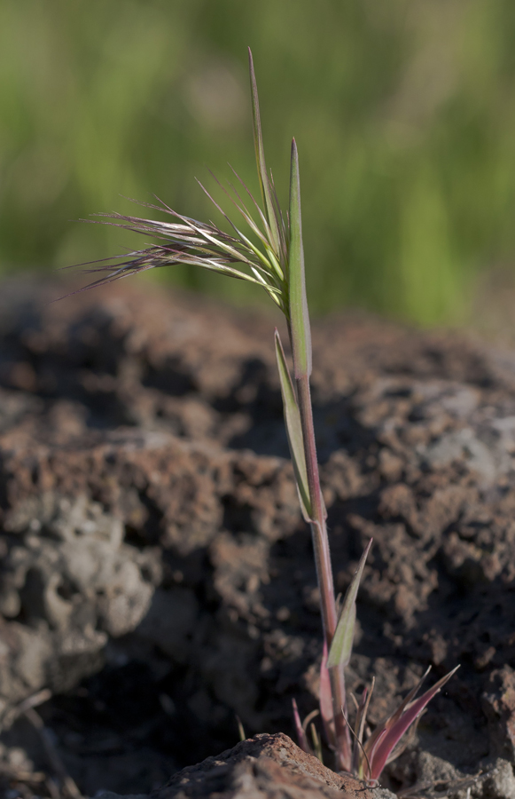 Image of Anisantha tectorum specimen.