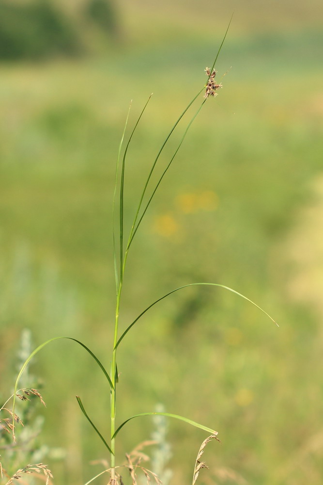 Image of Bolboschoenus planiculmis specimen.