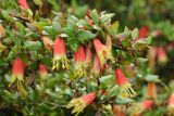 Correa reflexa. Ветви с цветками (культивар 'Wallaby Bells'). США, Калифорния, Сан-Франциско, ботанический сад. 14.02.2014.