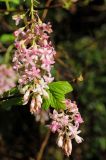 Ribes sanguineum variety glutinosum. Соцветия. США, Калифорния, Сан-Франциско, ботанический сад. 14.02.2014.