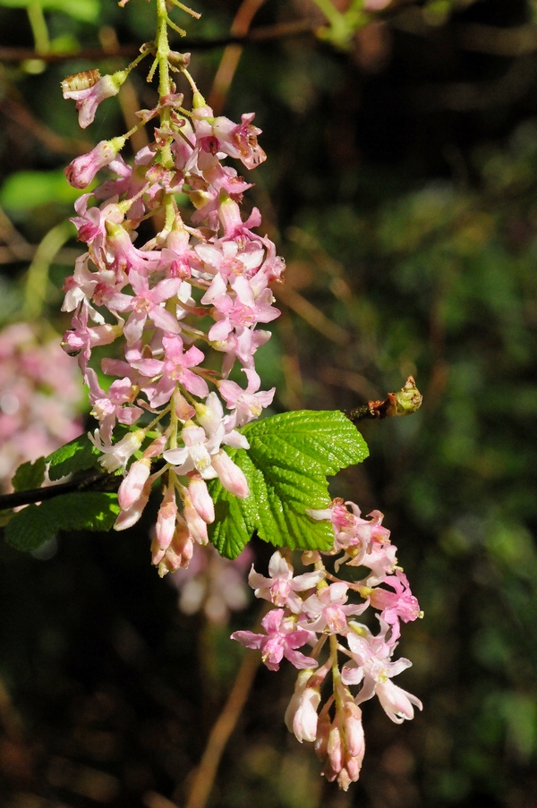 Image of Ribes sanguineum var. glutinosum specimen.