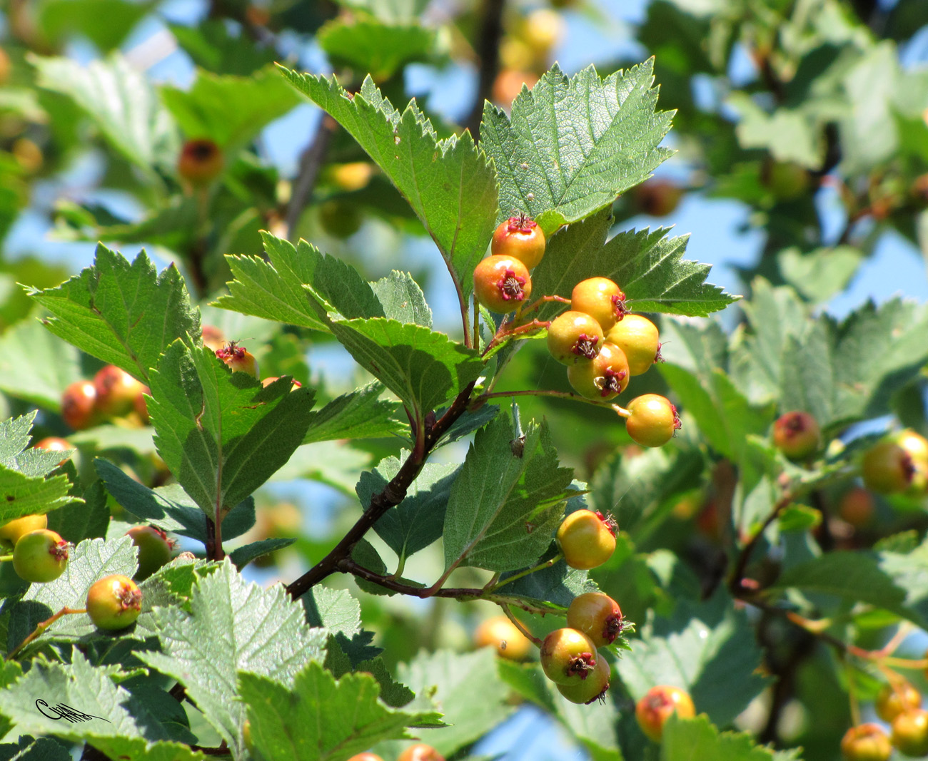 Изображение особи Crataegus sanguinea.