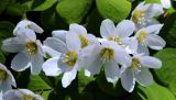 Oxalis acetosella