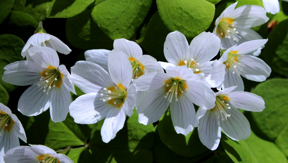 Изображение особи Oxalis acetosella.