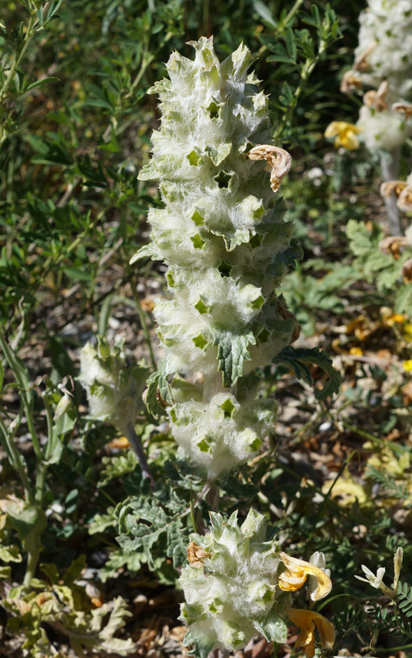 Изображение особи Phlomoides speciosa.