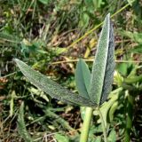 Trifolium montanum. Лист (нижняя сторона). Челябинская обл., окр. г. Челябинск, Золотая горка, разнотравная поляна в берёзовом лесу. 05.07.2014.