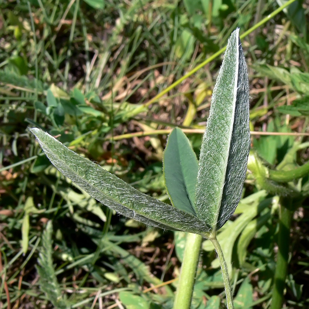 Image of Trifolium montanum specimen.