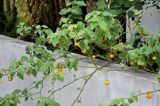 Solanum incanum. Верхушки побегов с плодами. Таиланд, пров. Сураттхани, о-в Пханган, в культуре. 24.06.2013.