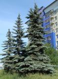 Picea pungens форма glauca. Взрослые растения. Иркутск, в озеленении. 10.07.2014.
