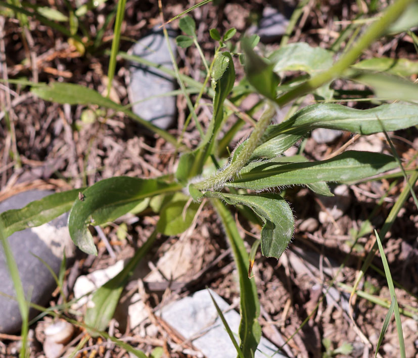 Image of Erigeron pseudoseravschanicus specimen.