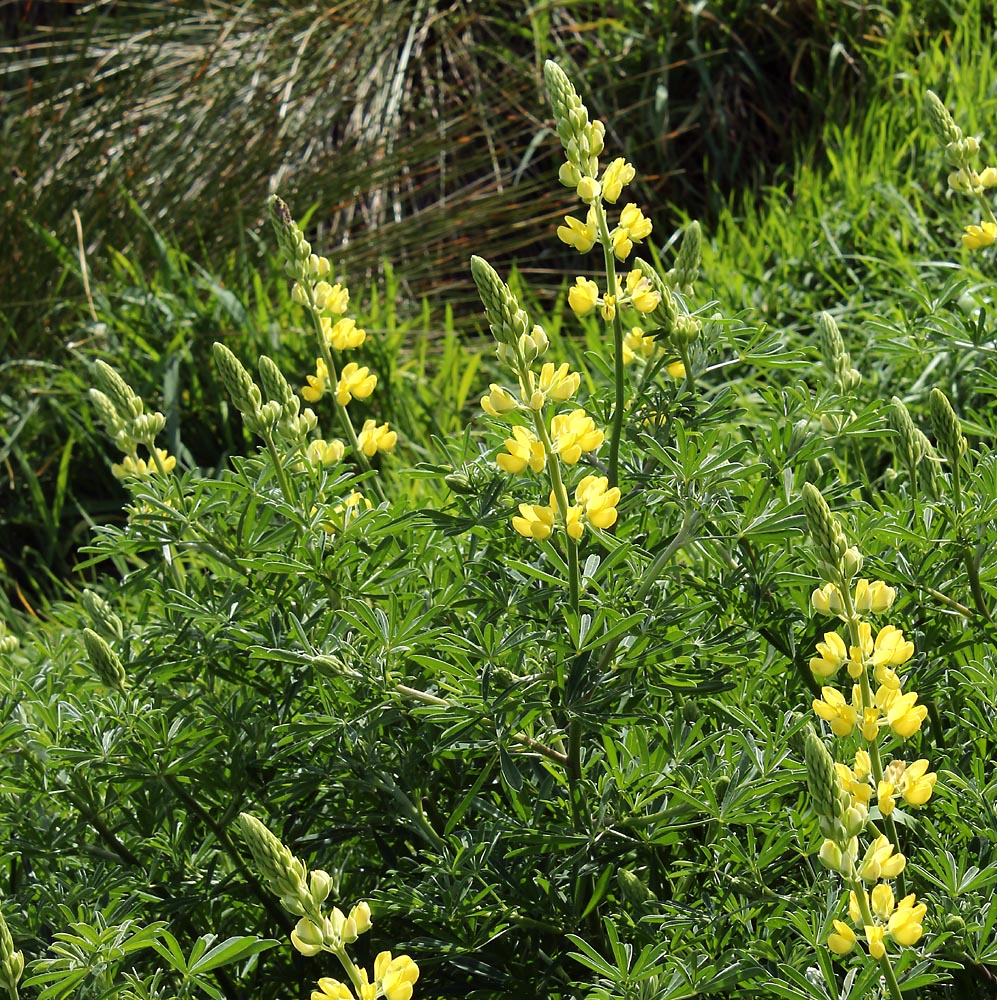 Изображение особи Lupinus arboreus.