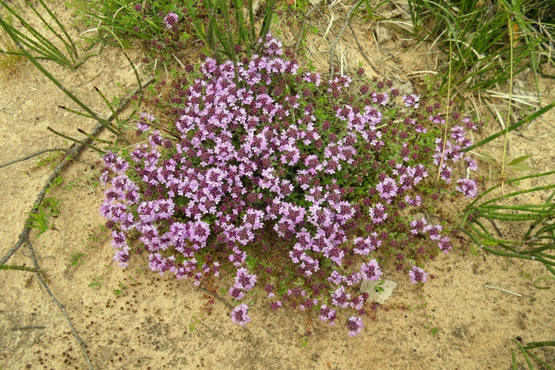 Изображение особи Thymus subarcticus.