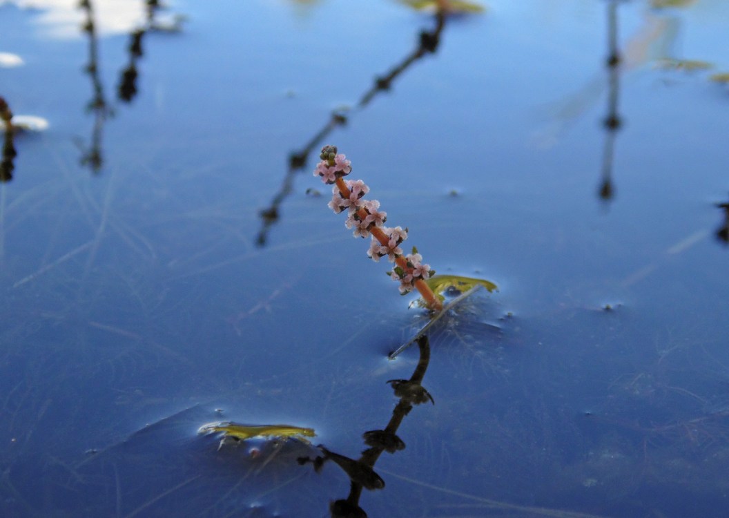 Image of Myriophyllum sibiricum specimen.