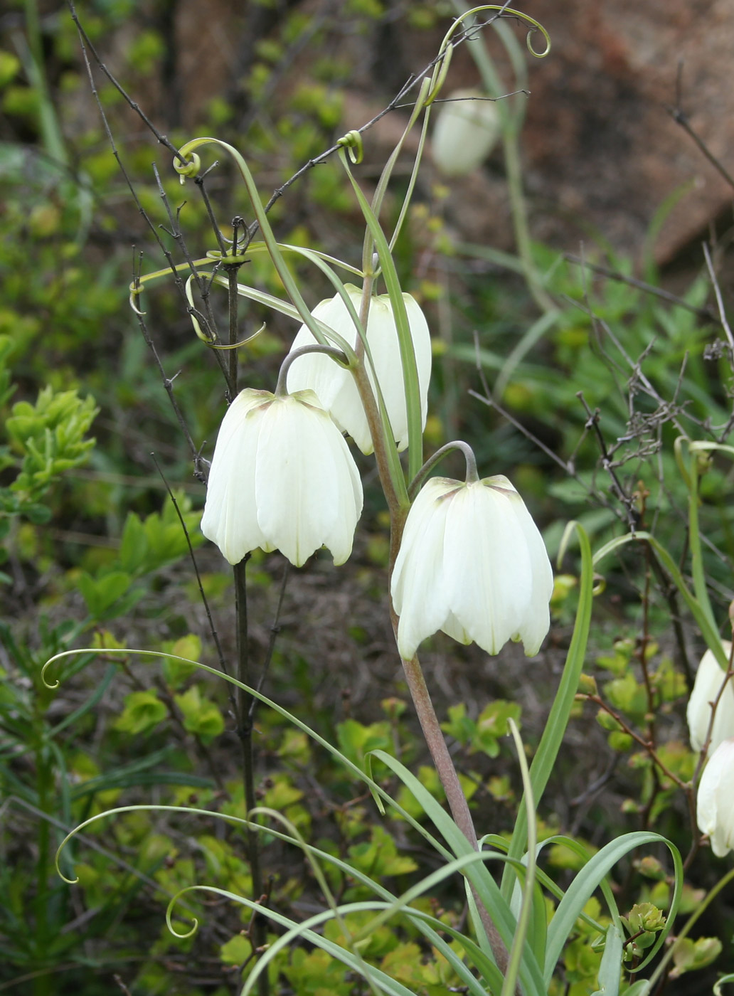 Image of Fritillaria verticillata specimen.