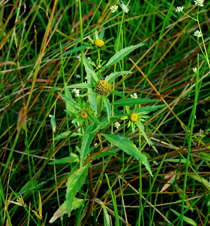 Image of Bidens radiata specimen.