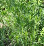 Achillea impatiens