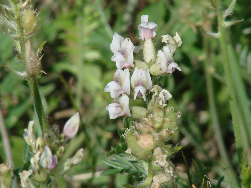 Изображение особи Oxytropis candicans.