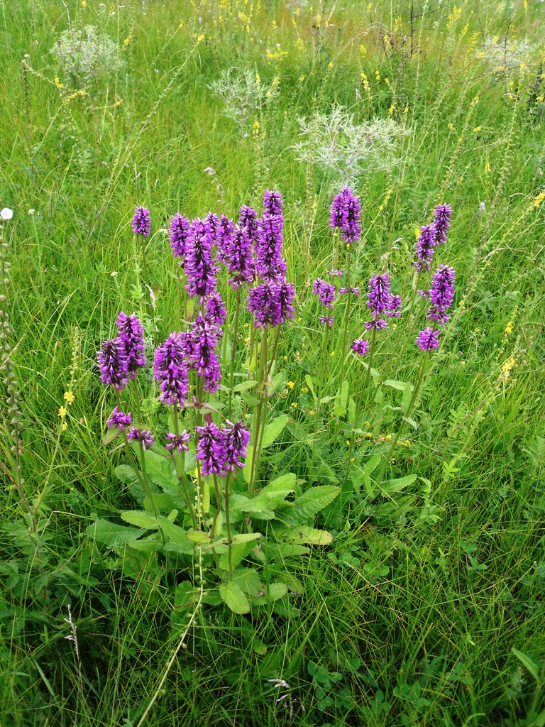 Изображение особи Betonica officinalis.