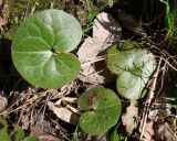 Asarum europaeum. Листья. Ленинградская обл., Кировский р-н, южнее ст. Ивановская, берег р. Святка. 03.05.2010.