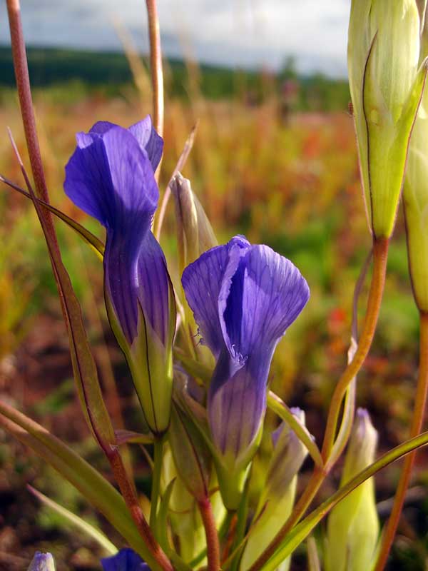 Image of Gentianopsis barbata specimen.