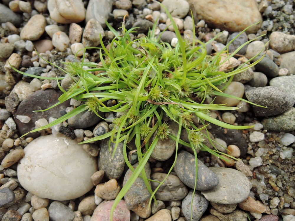 Image of Kyllinga kamtschatica specimen.