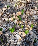 Ornithogalum arcuatum