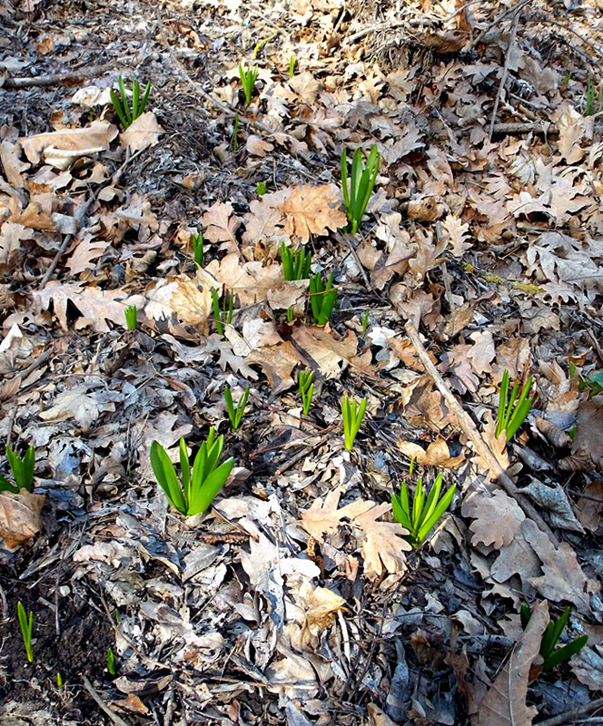 Image of Ornithogalum arcuatum specimen.