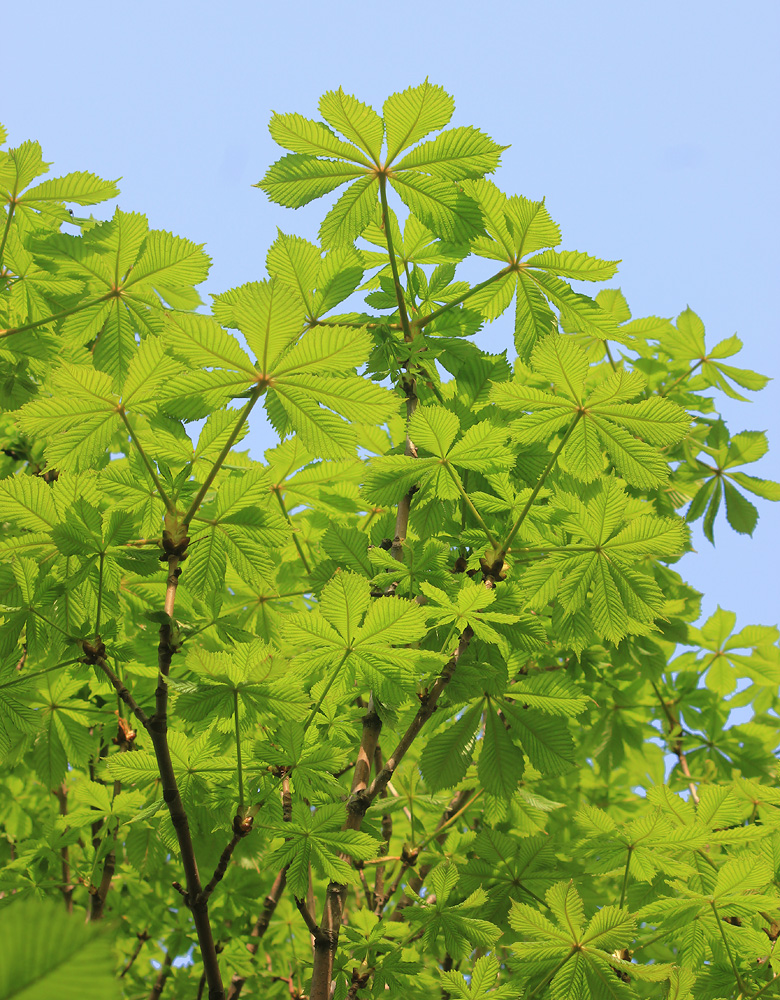 Image of Aesculus hippocastanum specimen.