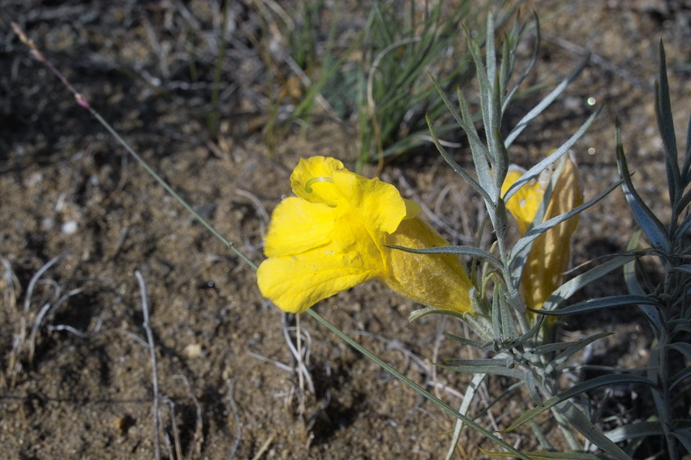 Image of Cymbaria daurica specimen.