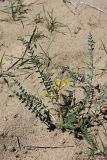 Astragalus farctus