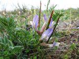 Astragalus masenderanus