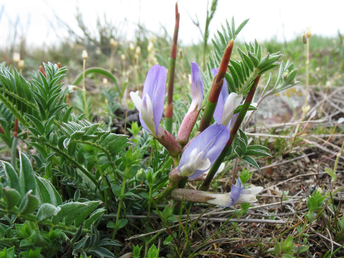 Изображение особи Astragalus masenderanus.