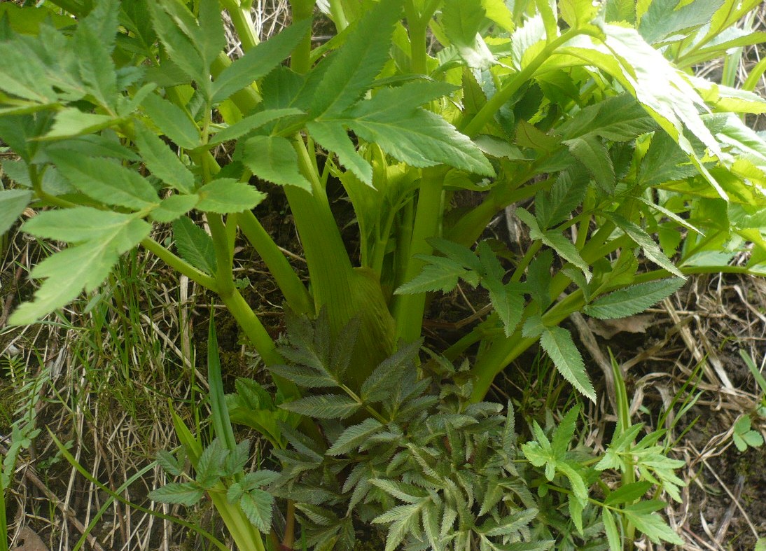 Image of Archangelica decurrens specimen.